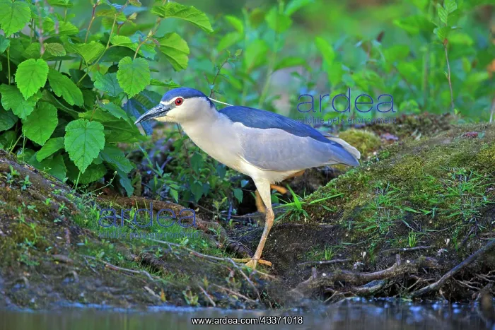: 80190485 Black Crowned Night Heron - adult fishing : 80190485 Black Crowned Night Heron - adult fishing