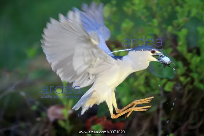 : 80190486 Black Crowned Night Heron - adult fishing : 80190486 Black Crowned Night Heron - adult fishing