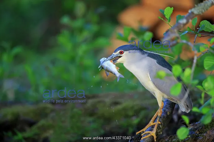 : 80190487 Black Crowned Night Heron - adult fishing : 80190487 Black Crowned Night Heron - adult fishing