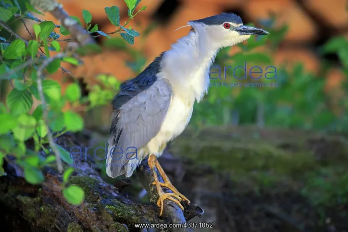 : 80190488 Black Crowned Night Heron - adult fishing : 80190488 Black Crowned Night Heron - adult fishing
