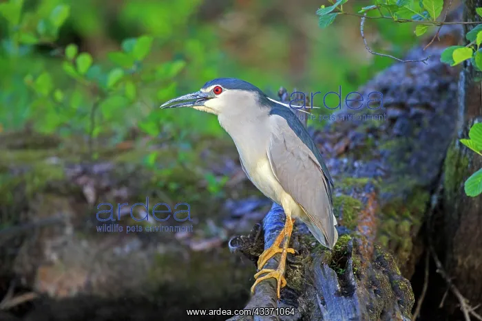 : 80190489 Black Crowned Night Heron - adult fishing : 80190489 Black Crowned Night Heron - adult fishing