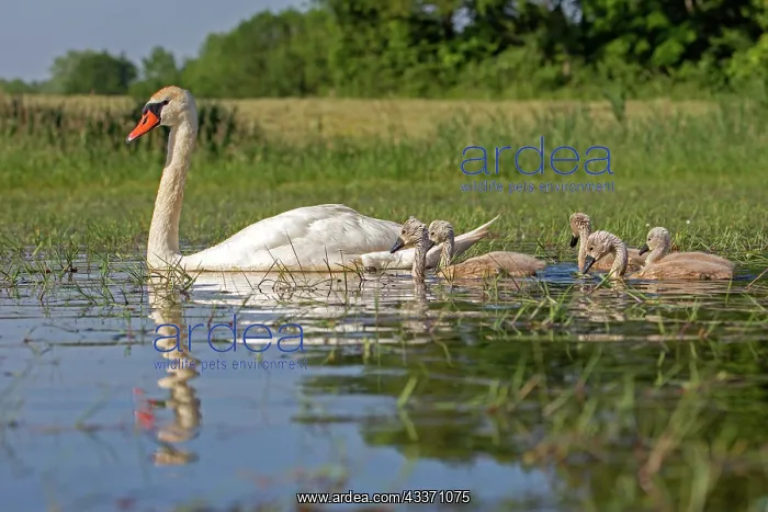 : 80190490 Mute Swan - adult Dombes, Ain, France : 80190490 Mute Swan - adult Dombes, Ain, France