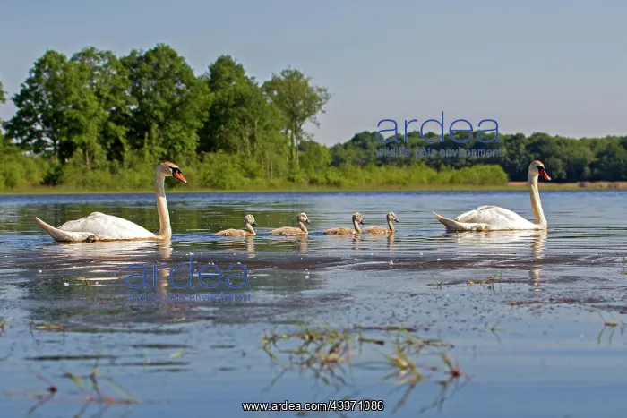 : 80190491 Mute Swan - adult with young Dombes, Ain : 80190491 Mute Swan - adult with young Dombes, Ain