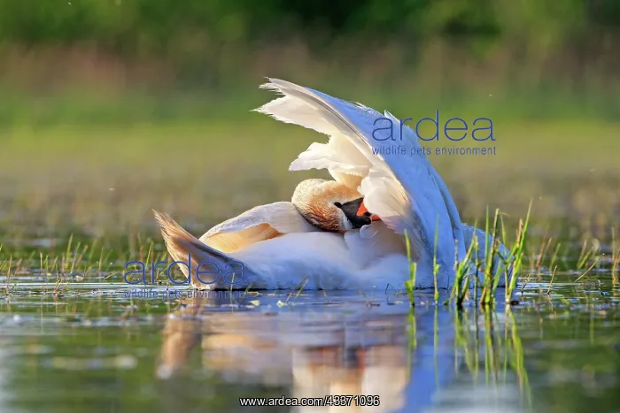 : 80190492 Mute Swan - adult Dombes, Ain, France : 80190492 Mute Swan - adult Dombes, Ain, France