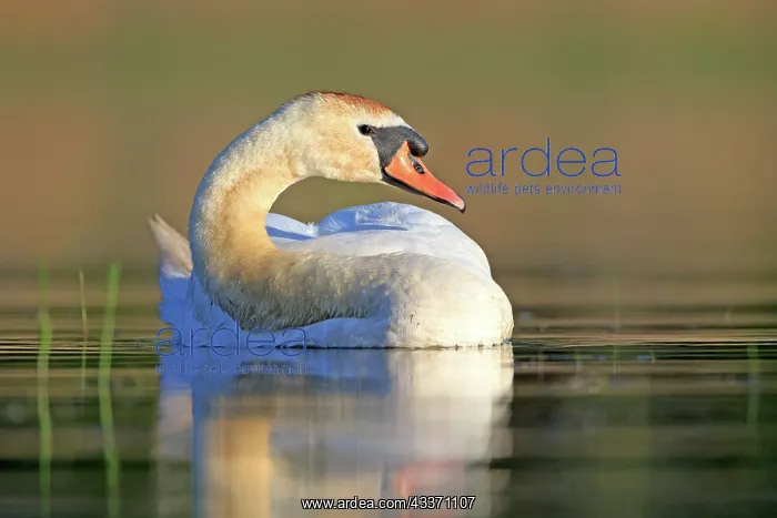 : 80190493 Mute Swan - adult Dombes, Ain, France : 80190493 Mute Swan - adult Dombes, Ain, France
