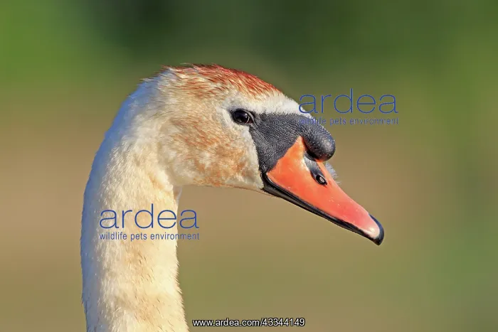: 80190494 Mute Swan - adult Dombes, Ain, France : 80190494 Mute Swan - adult Dombes, Ain, France