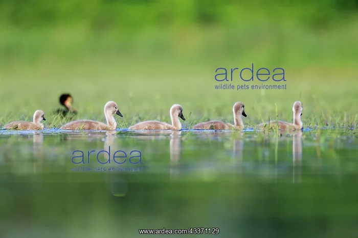 : 80190495 Mute Swan - young / cygnets Dombes, Ain : 80190495 Mute Swan - young / cygnets Dombes, Ain