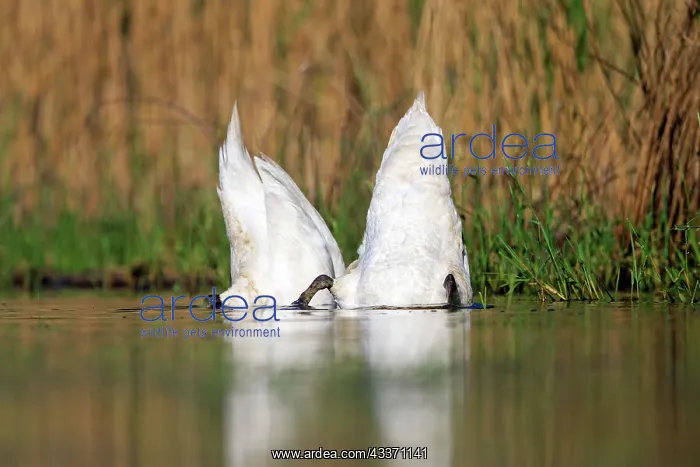 : 80190496 Mute Swan - adults upended feeding underwater : 80190496 Mute Swan - adults upended feeding underwater