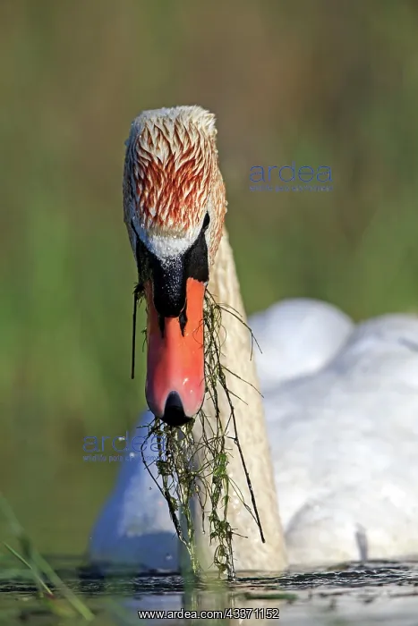 : 80190497 Mute Swan - adult Dombes, Ain, France : 80190497 Mute Swan - adult Dombes, Ain, France
