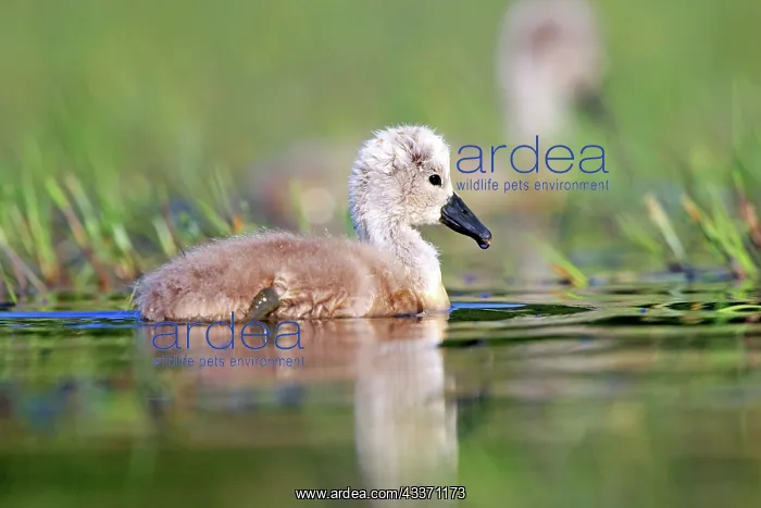  : 80190499 Mute Swan - young  /  cygnets Dombes, Ain