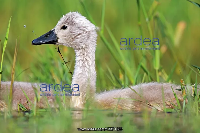 : 80190500 Mute Swan - young / cygnets Dombes, Ain : 80190500 Mute Swan - young / cygnets Dombes, Ain