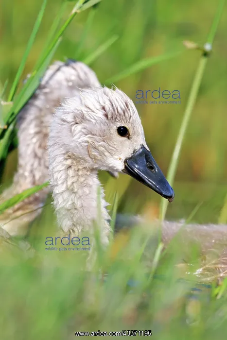 : 80190501 Mute Swan - young / cygnets Dombes, Ain : 80190501 Mute Swan - young / cygnets Dombes, Ain