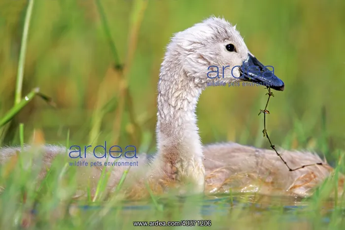 : 80190502 Mute Swan - young / cygnets Dombes, Ain : 80190502 Mute Swan - young / cygnets Dombes, Ain
