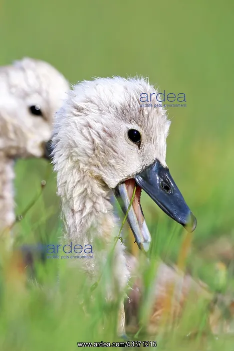: 80190503 Mute Swan - young / cygnets Dombes, Ain : 80190503 Mute Swan - young / cygnets Dombes, Ain