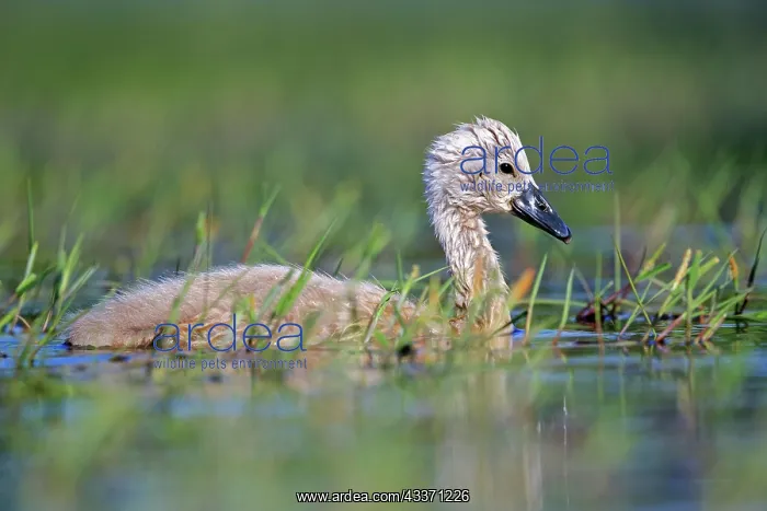 : 80190504 Mute Swan - young / cygnets Dombes, Ain : 80190504 Mute Swan - young / cygnets Dombes, Ain