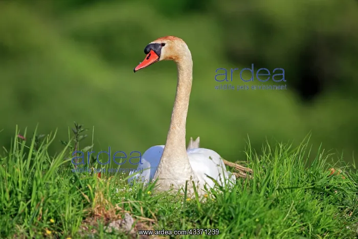 : 80190505 Mute Swan - adult Dombes, Ain, France : 80190505 Mute Swan - adult Dombes, Ain, France