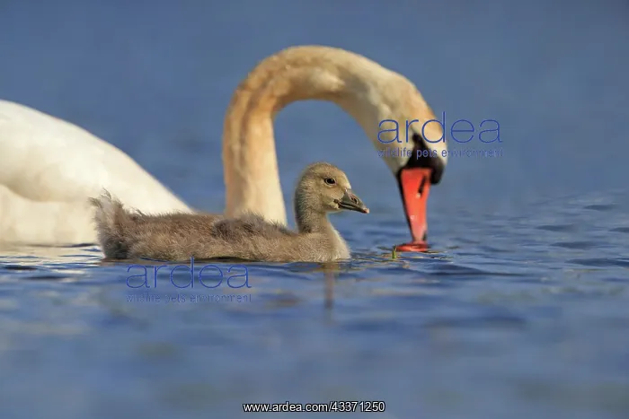 : 80190506 Mute Swan - adult with young Dombes, Ain : 80190506 Mute Swan - adult with young Dombes, Ain