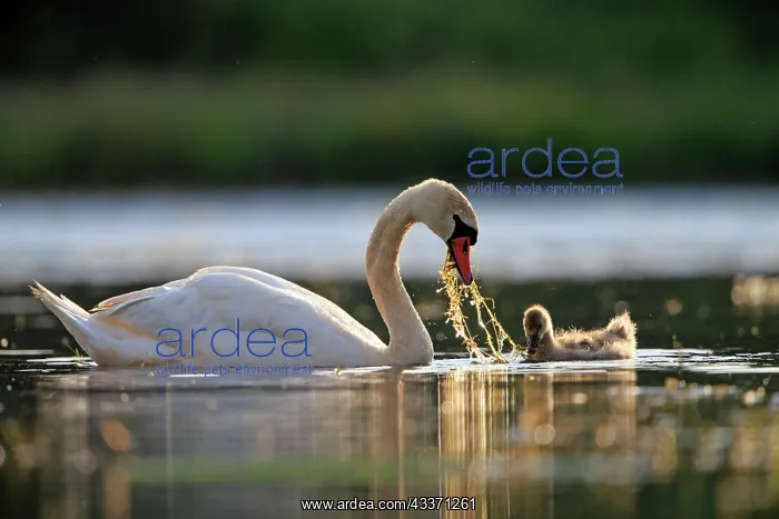 : 80190507 Mute Swan - adult with young Dombes, Ain : 80190507 Mute Swan - adult with young Dombes, Ain