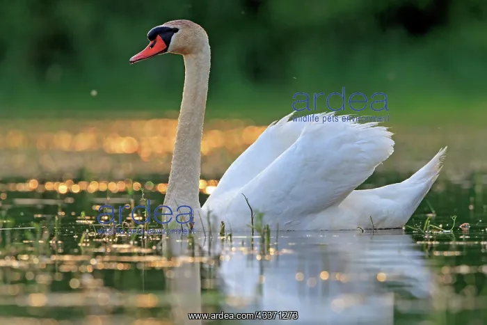 : 80190508 Mute Swan - adult Dombes, Ain, France : 80190508 Mute Swan - adult Dombes, Ain, France