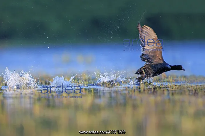 : 80190509 Eurasian Coot - adult male fighting in : 80190509 Eurasian Coot - adult male fighting in