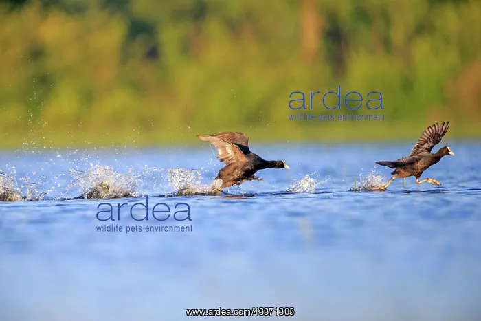 : 80190510 Eurasian Coot - adult male fighting in : 80190510 Eurasian Coot - adult male fighting in