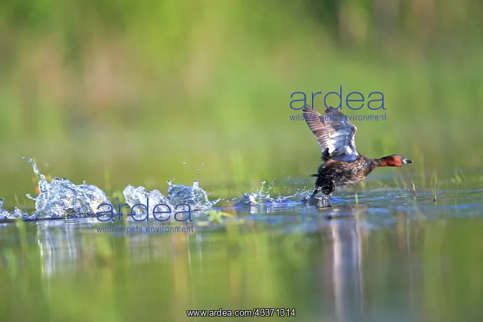 : 80190511 Eurasian Coot - adult male fighting in : 80190511 Eurasian Coot - adult male fighting in