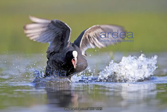 : 80190512 Eurasian Coot - adult male fighting in : 80190512 Eurasian Coot - adult male fighting in