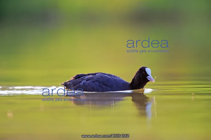 : 80190513 Eurasian Coot - adult male Dombes, Ain : 80190513 Eurasian Coot - adult male Dombes, Ain