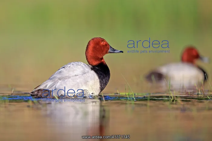 : 80190514 Pochard - adult male Dombes, Ain, France : 80190514 Pochard - adult male Dombes, Ain, France
