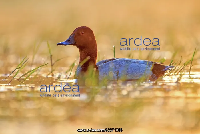 : 80190515 Pochard - adult male Dombes, Ain, France : 80190515 Pochard - adult male Dombes, Ain, France