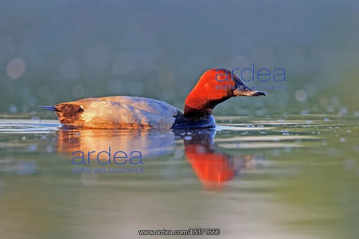 : 80190516 Pochard - adult male Dombes, Ain, France : 80190516 Pochard - adult male Dombes, Ain, France