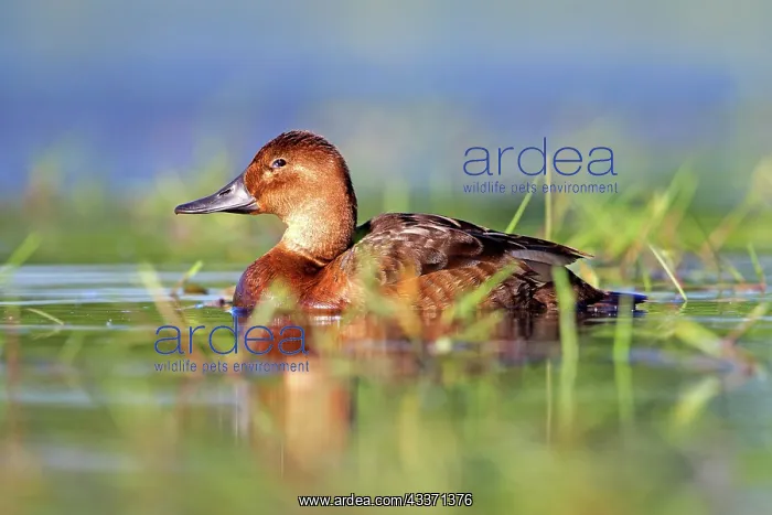 : 80190517 Pochard - adult female Dombes, Ain, France : 80190517 Pochard - adult female Dombes, Ain, France