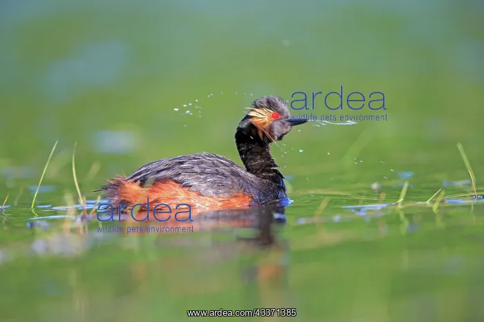 : 80190518 Black-necked Grebe - adult Dombes, Ain : 80190518 Black-necked Grebe - adult Dombes, Ain