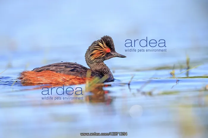 : 80190519 Black-necked Grebe - adult Dombes, Ain : 80190519 Black-necked Grebe - adult Dombes, Ain