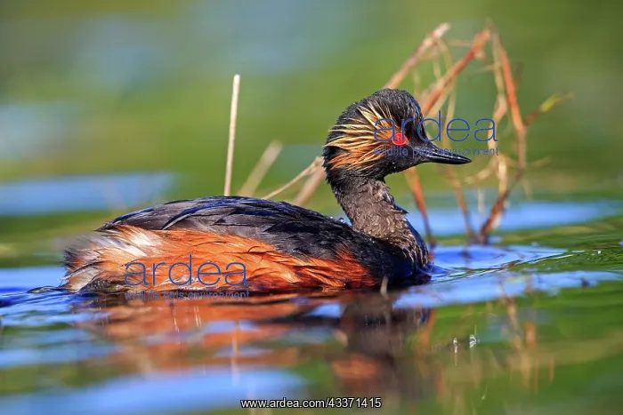 : 80190520 Black-necked Grebe - adult Dombes, Ain : 80190520 Black-necked Grebe - adult Dombes, Ain