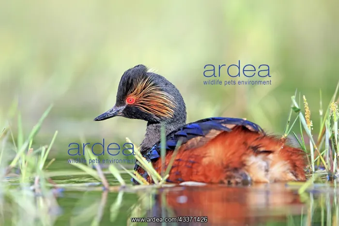 : 80190521 Black-necked Grebe - adult Dombes, Ain : 80190521 Black-necked Grebe - adult Dombes, Ain