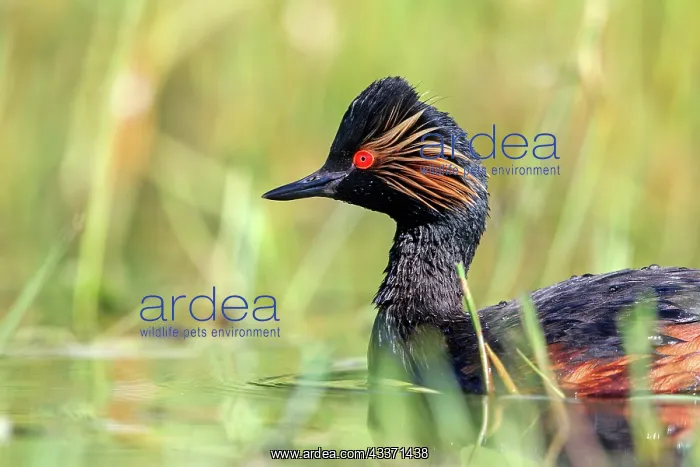  : 80190522 Black-necked Grebe - adult Dombes, Ain