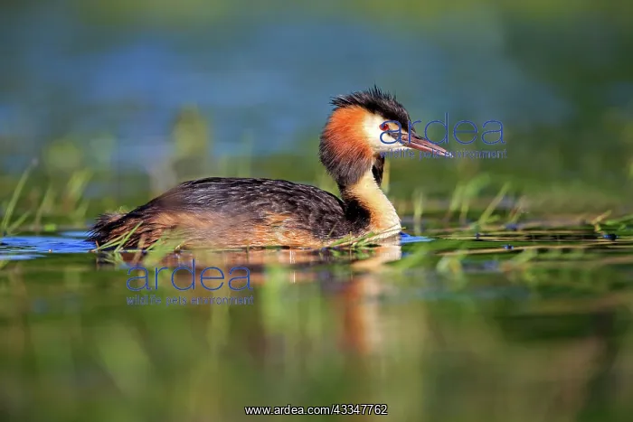 : 80190524 Great Crested Grebe - adult Dombes, Ain : 80190524 Great Crested Grebe - adult Dombes, Ain