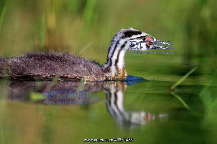 : 80190526 Great Crested Grebe - young Dombes, Ain : 80190526 Great Crested Grebe - young Dombes, Ain