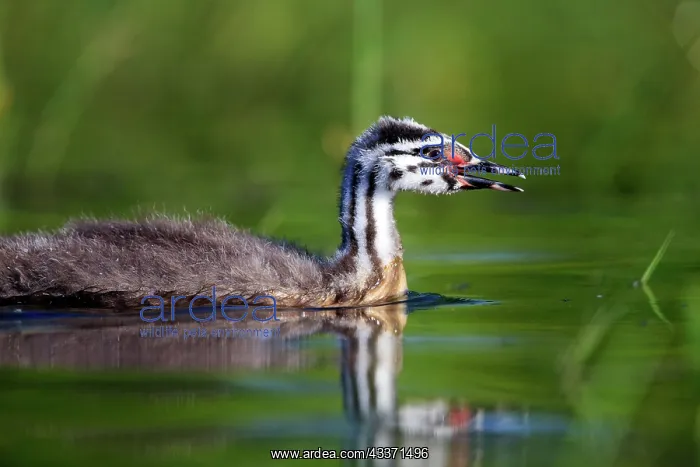 : 80190527 Great Crested Grebe - young Dombes, Ain : 80190527 Great Crested Grebe - young Dombes, Ain