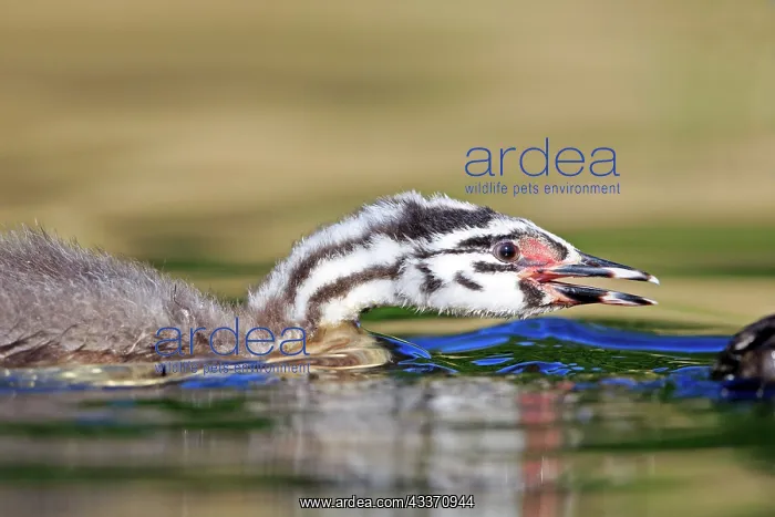 : 80190528 Great Crested Grebe - young Dombes, Ain : 80190528 Great Crested Grebe - young Dombes, Ain