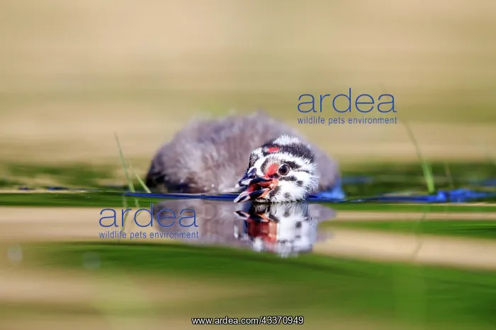 : 80190529 Great Crested Grebe - young Dombes, Ain : 80190529 Great Crested Grebe - young Dombes, Ain
