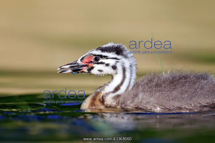 : 80190530 Great Crested Grebe - young Dombes, Ain : 80190530 Great Crested Grebe - young Dombes, Ain