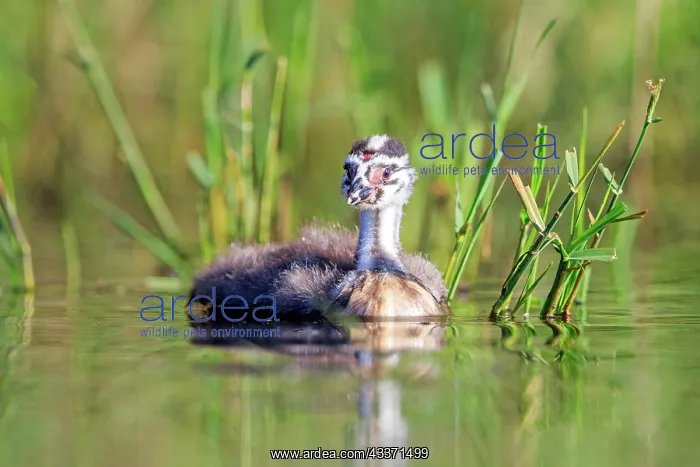 : 80190531 Great Crested Grebe - young Dombes, Ain : 80190531 Great Crested Grebe - young Dombes, Ain