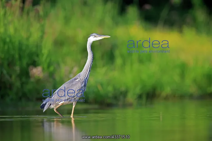 : 80190532 Grey Heron - adult fishing Dombes, Ain : 80190532 Grey Heron - adult fishing Dombes, Ain