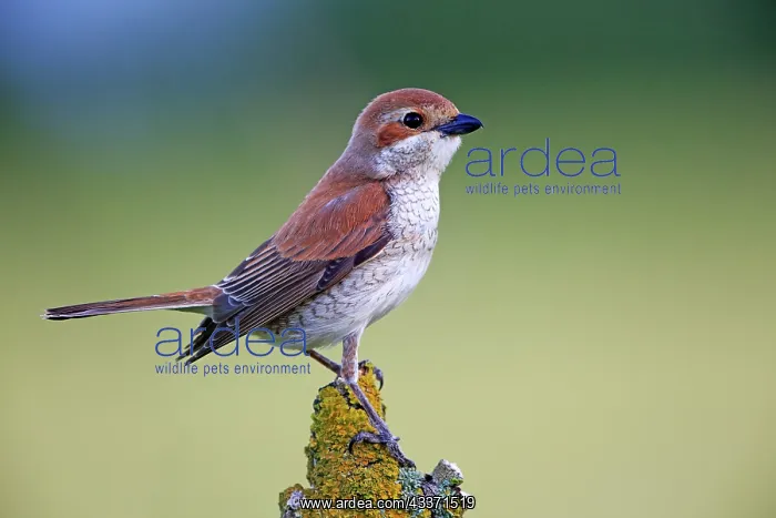 : 80190533 Red-backed Shrike - adult female Dombes : 80190533 Red-backed Shrike - adult female Dombes