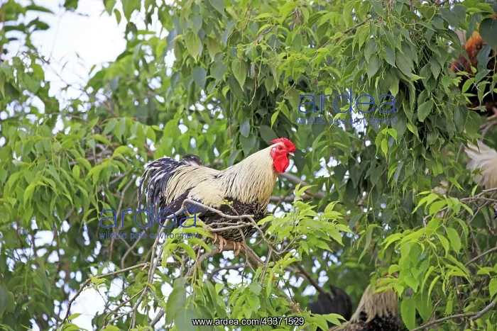 : 80190534 Chickens - Cock in the tree Montsonis : 80190534 Chickens - Cock in the tree Montsonis