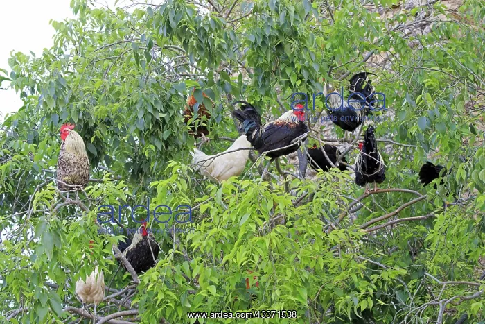 : 80190535 Chickens - Cock in the tree Montsonis : 80190535 Chickens - Cock in the tree Montsonis