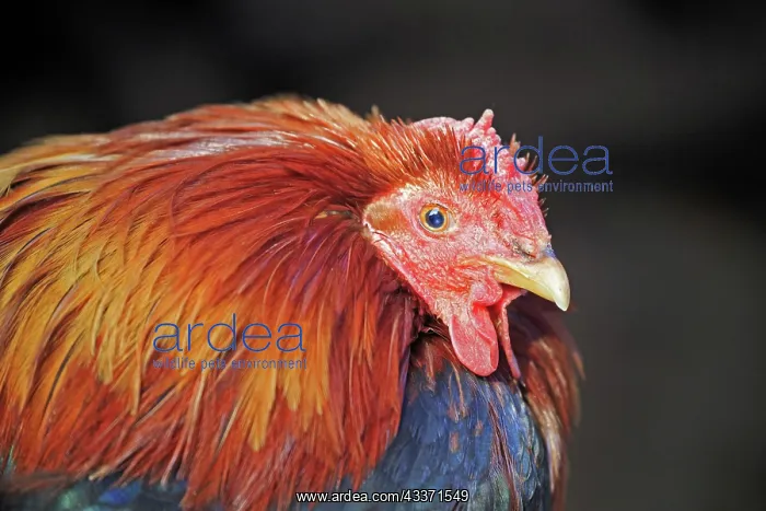  : 80190536 Chickens - Cock Montsonis, Lleida Province