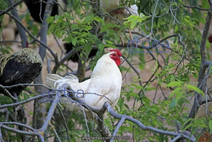 : 80190537 Chickens - Cock in the tree Montsonis : 80190537 Chickens - Cock in the tree Montsonis